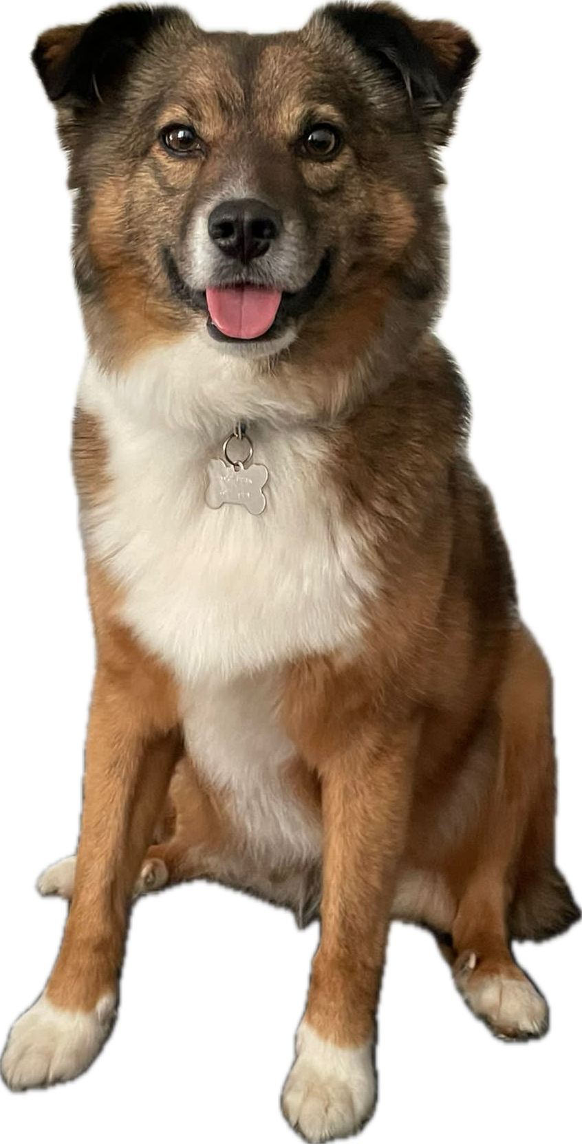 DogsLife.Pro Dog Training